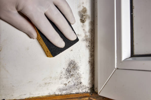 Newkirk, OK Mold Removal Company